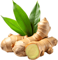 Ginger root with green leaves
